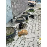 ÇAMDİBİ ÇOCUKLARI